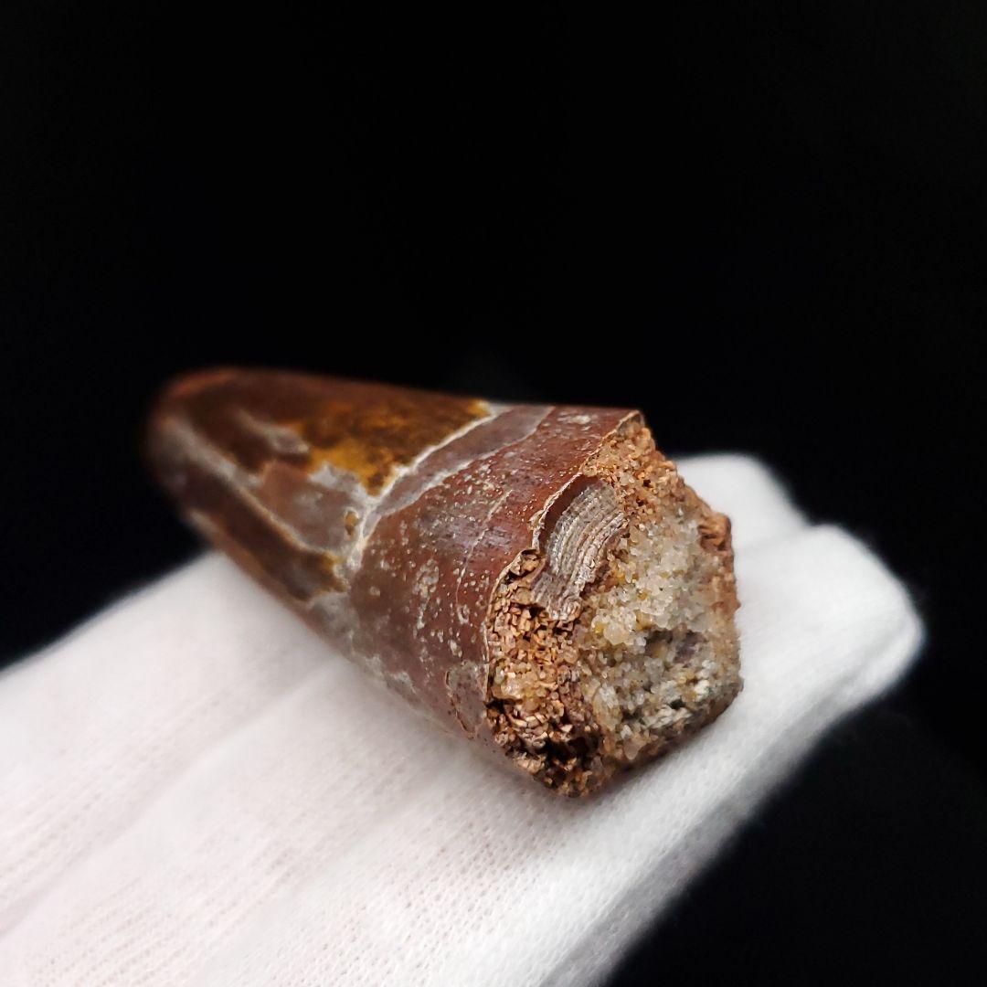 恐竜】スピノサウルス 本物 モロッコ産 53.66mm sp467