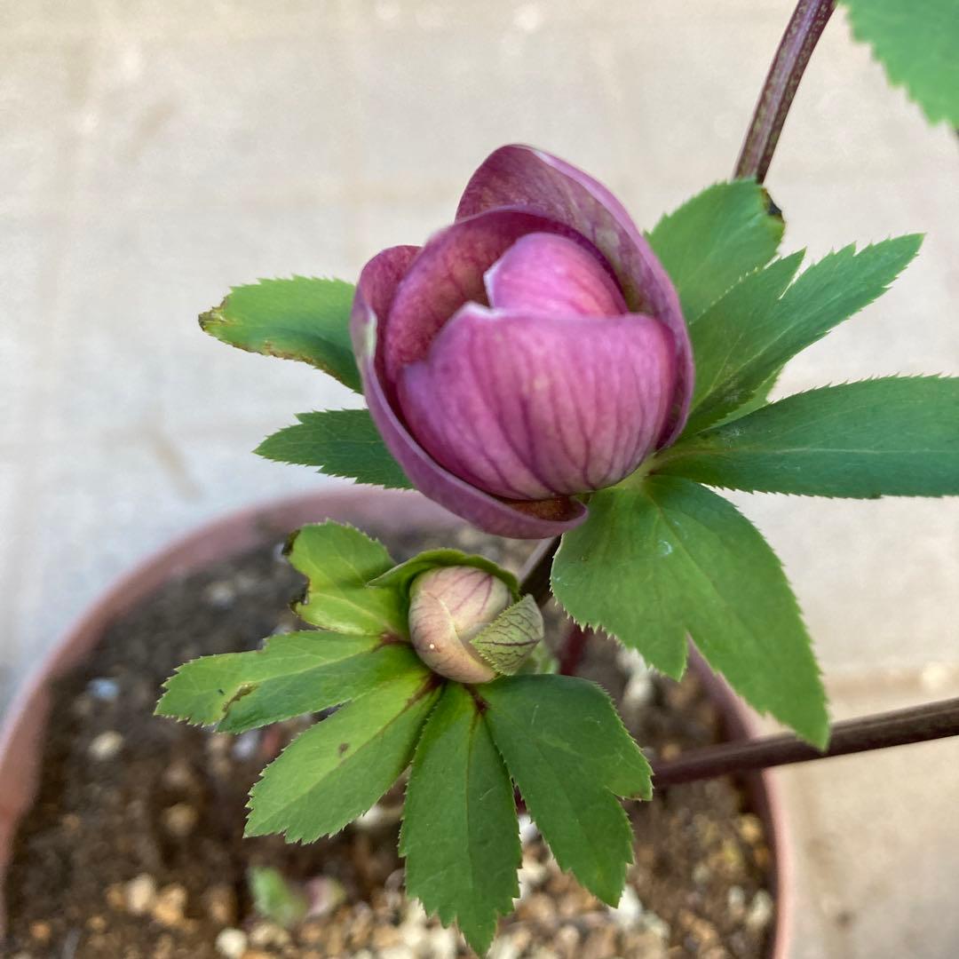 クリスマスローズ　ピンク絞り模様入り上向き咲き