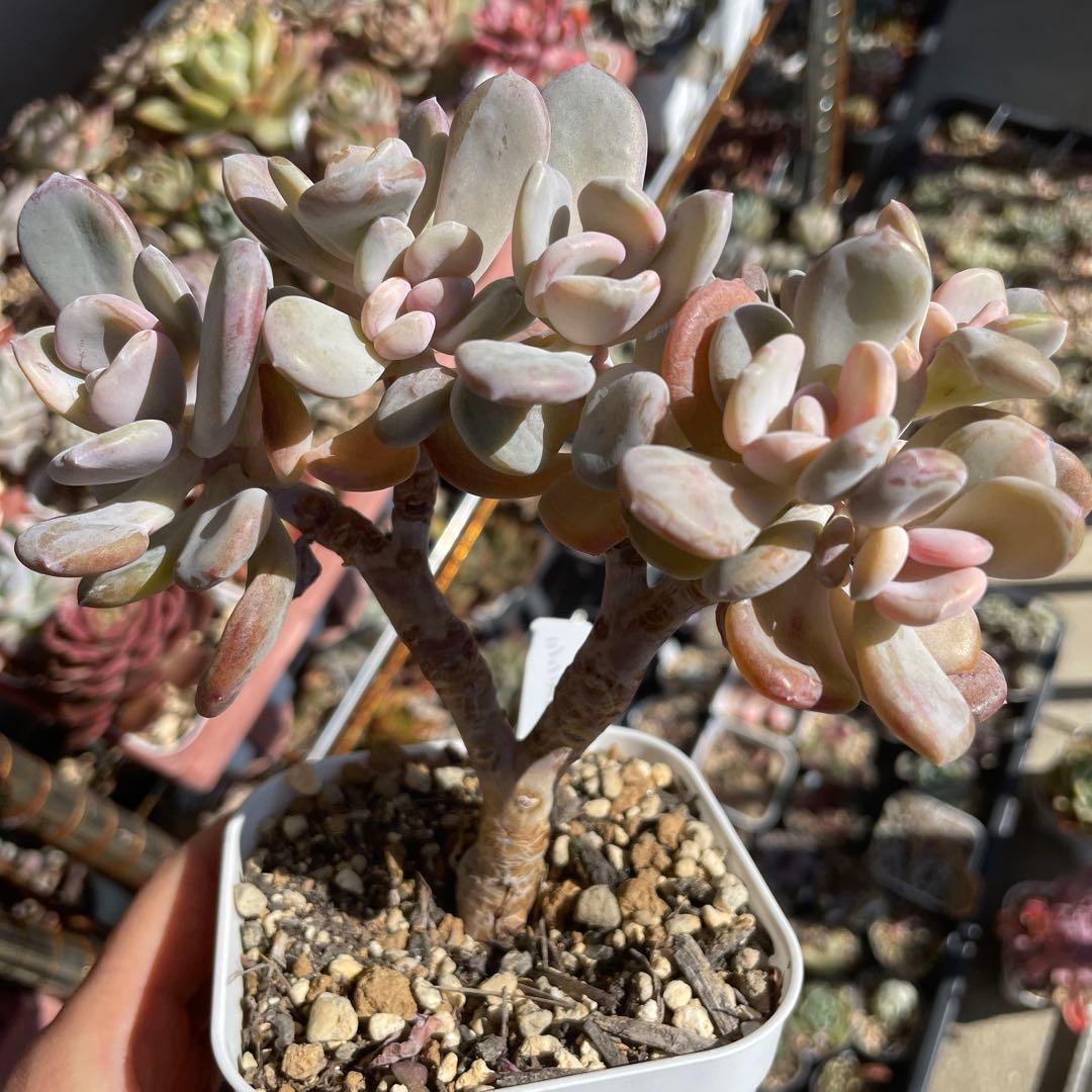 多肉植物パキフィツム　シンデレラ　抜き苗