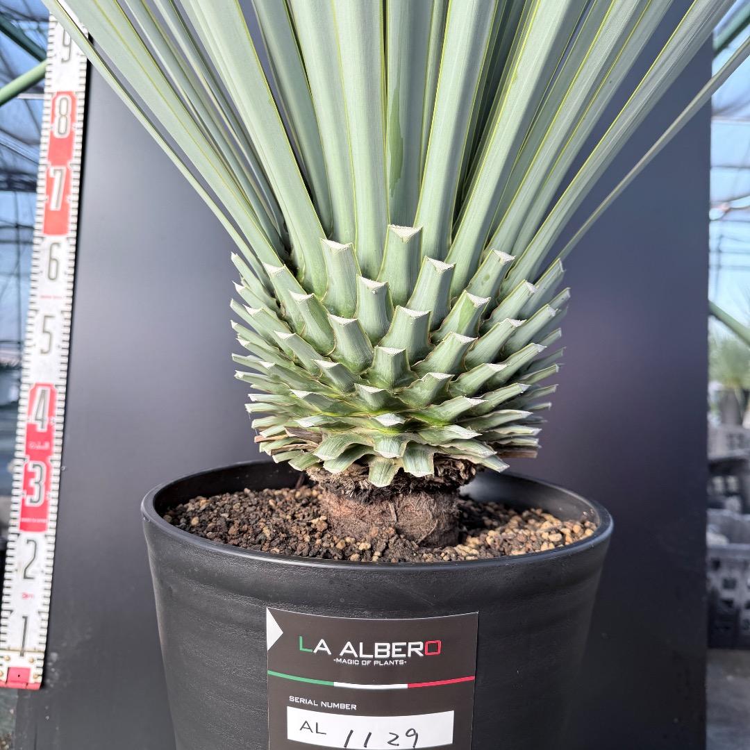 【AL1129】ユッカ　リギダ