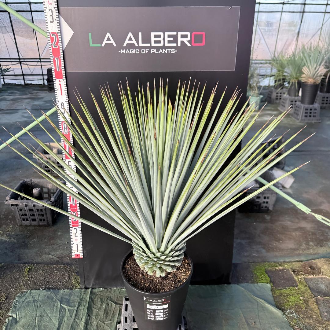 【AL1129】ユッカ　リギダ