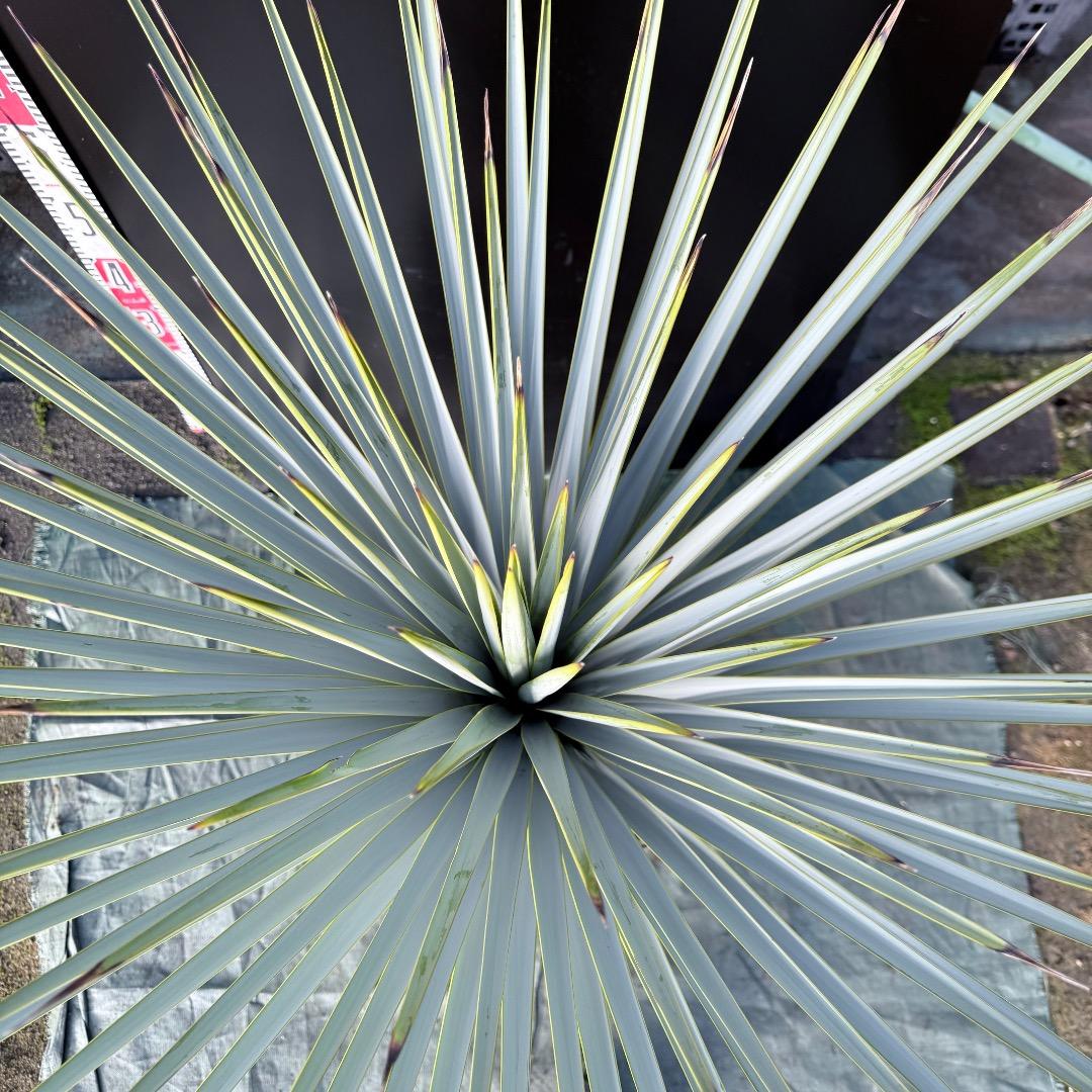 【AL1129】ユッカ　リギダ