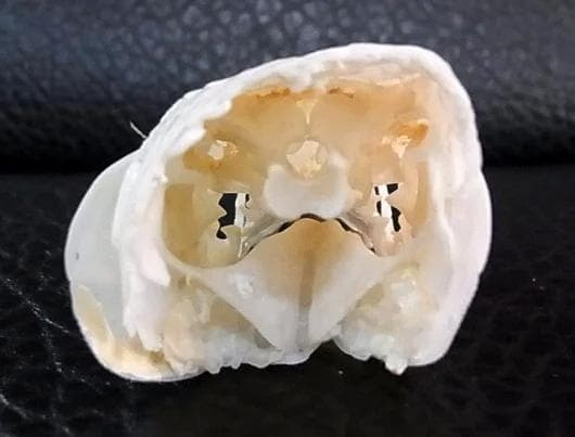 ロングノーズガー　Longnose gar　頭骨 A