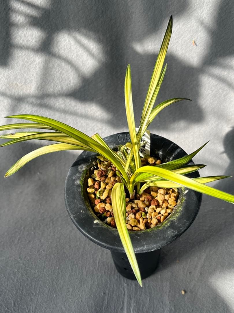 韓国春蘭　『金玉満堂』6本立　日本春蘭　中国蘭　東洋蘭　山野草　多肉植物　盆栽