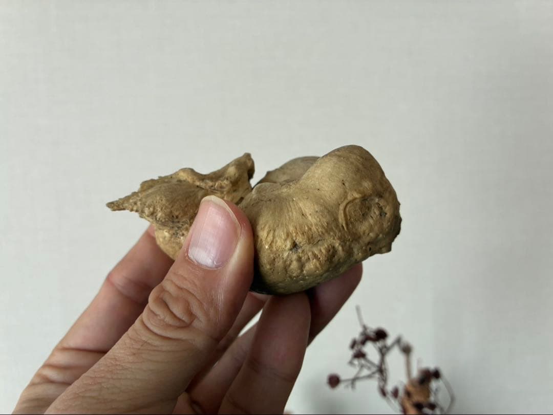 特大 布袋石 耳骨 化石 クジラ イルカ 鉱物 貝殻 ビーチコーミング