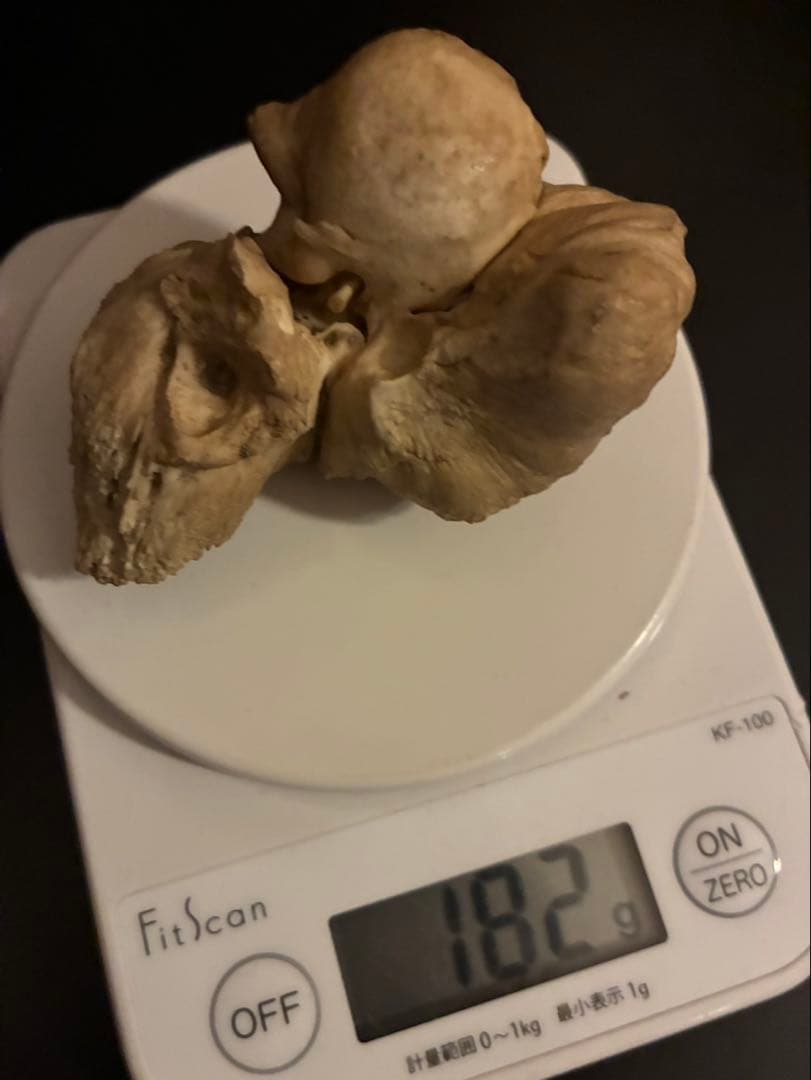 特大 布袋石 耳骨 化石 クジラ イルカ 鉱物 貝殻 ビーチコーミング