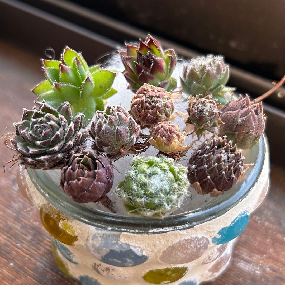 ★センペルビウム 10品種お名前付き★カット苗 セット 寄せ植え 多肉
