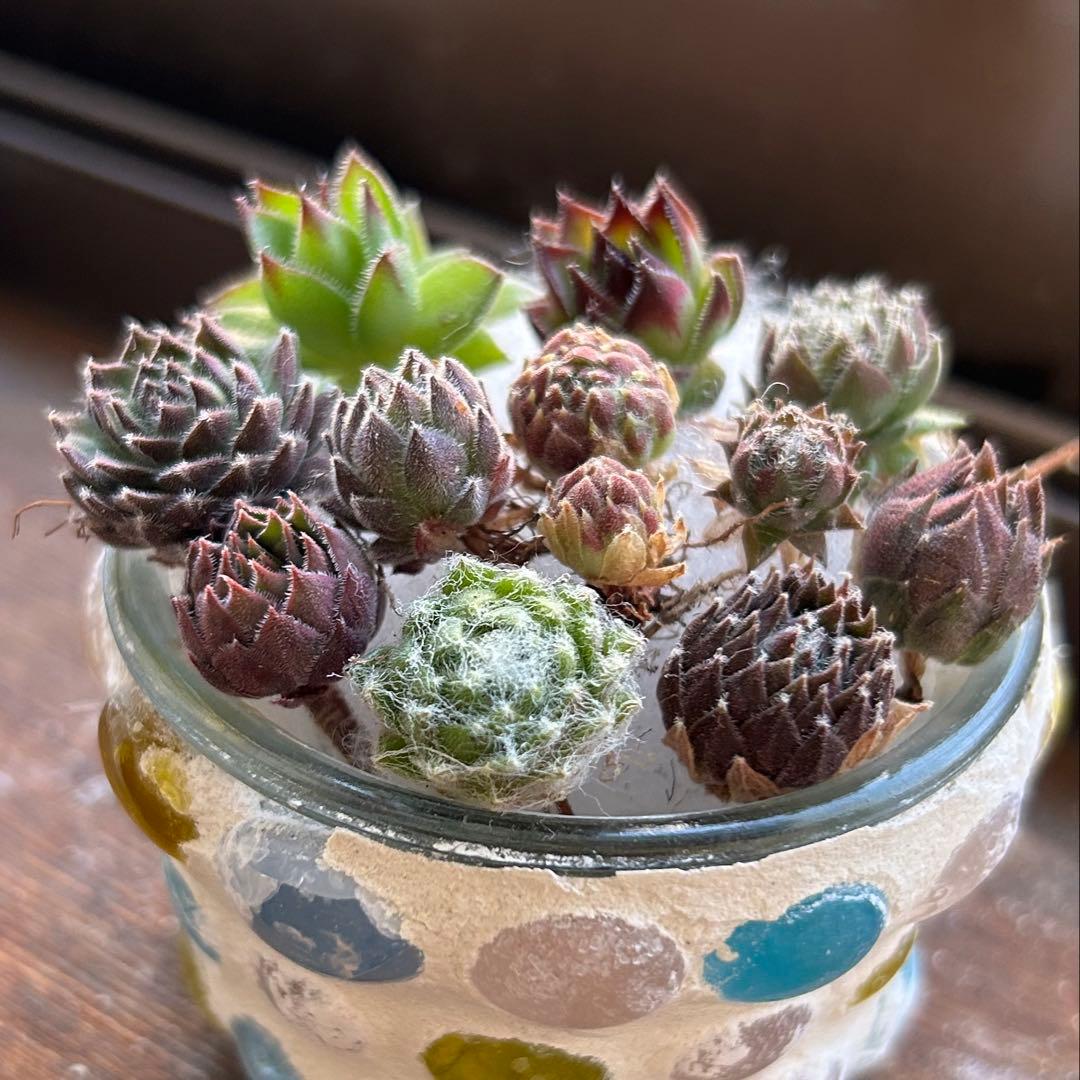 ★センペルビウム 10品種お名前付き★カット苗 セット 寄せ植え 多肉