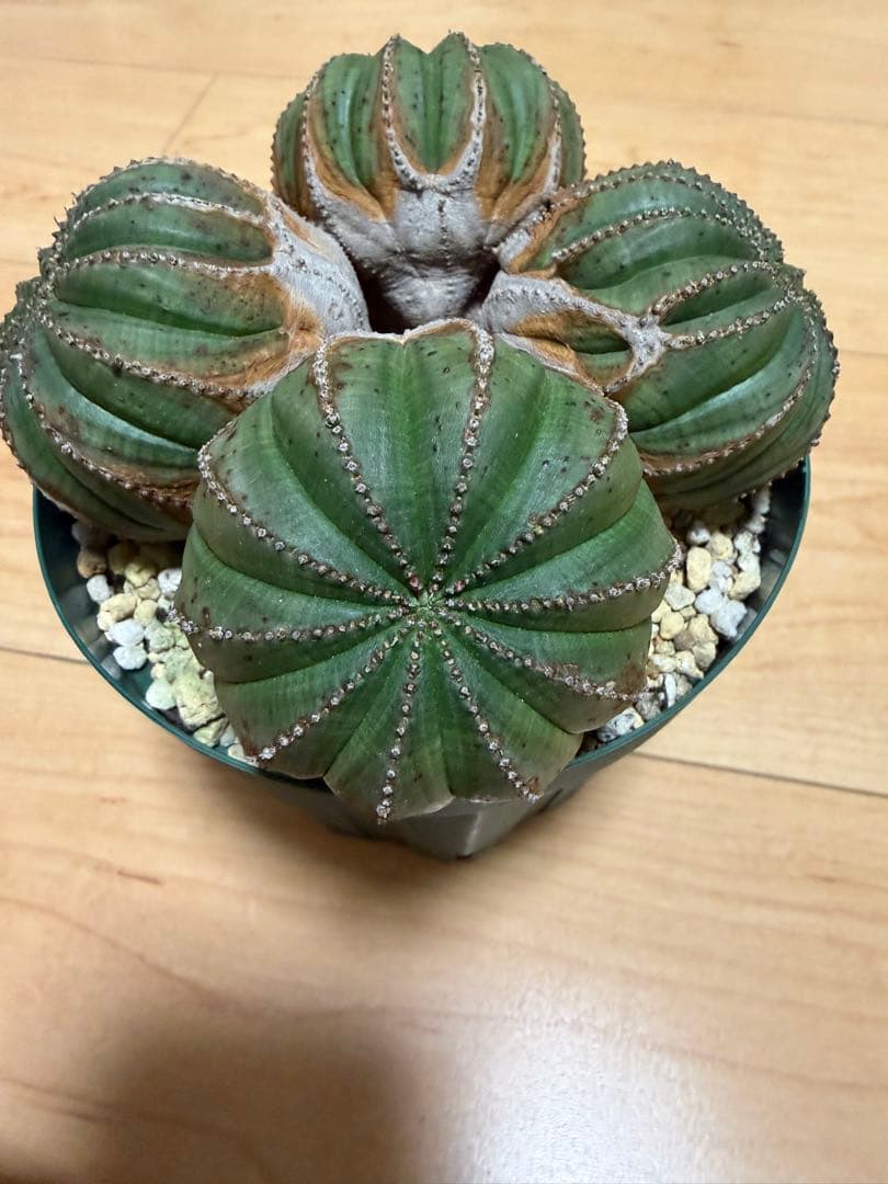 オベサ　厳選　コレクション株　4頭　白質　木質化