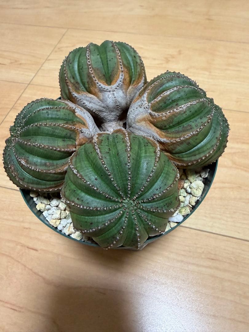 オベサ　厳選　コレクション株　4頭　白質　木質化