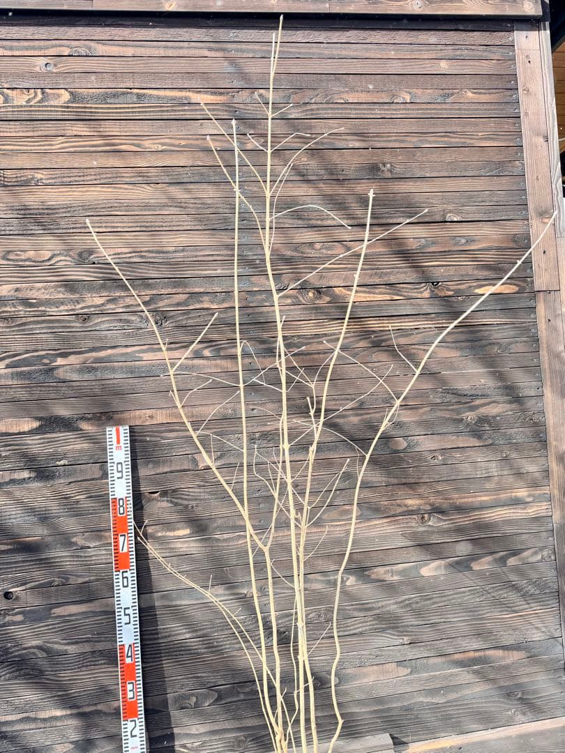 アオダモ/自生山採り【現品発送】管理70958