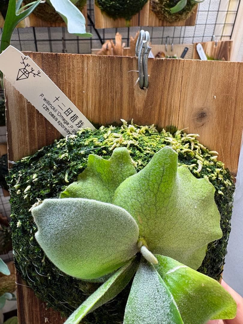 OMEGA×gqgq 12田植栽