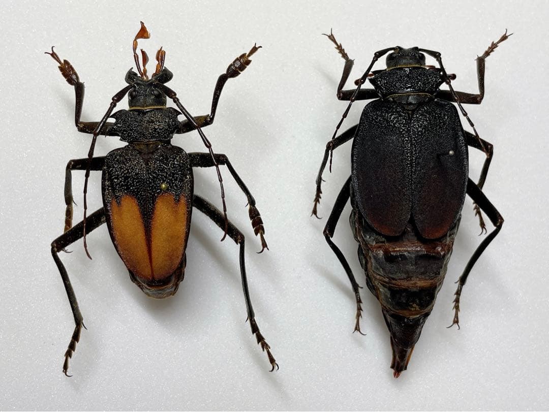 南アメリカのオニカミキリの1種・ペア