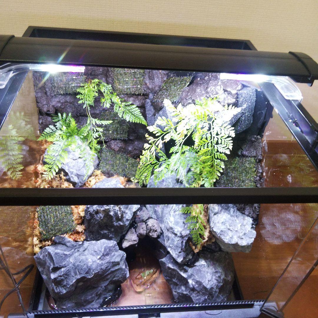 【受注生産】グラステラリウム3030　イモリウム　苔テラリウム