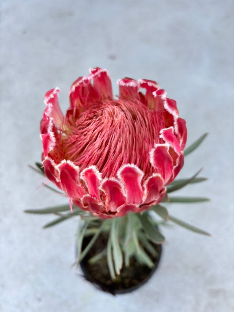 プロテアヴィーナス　ビーナス　希少！