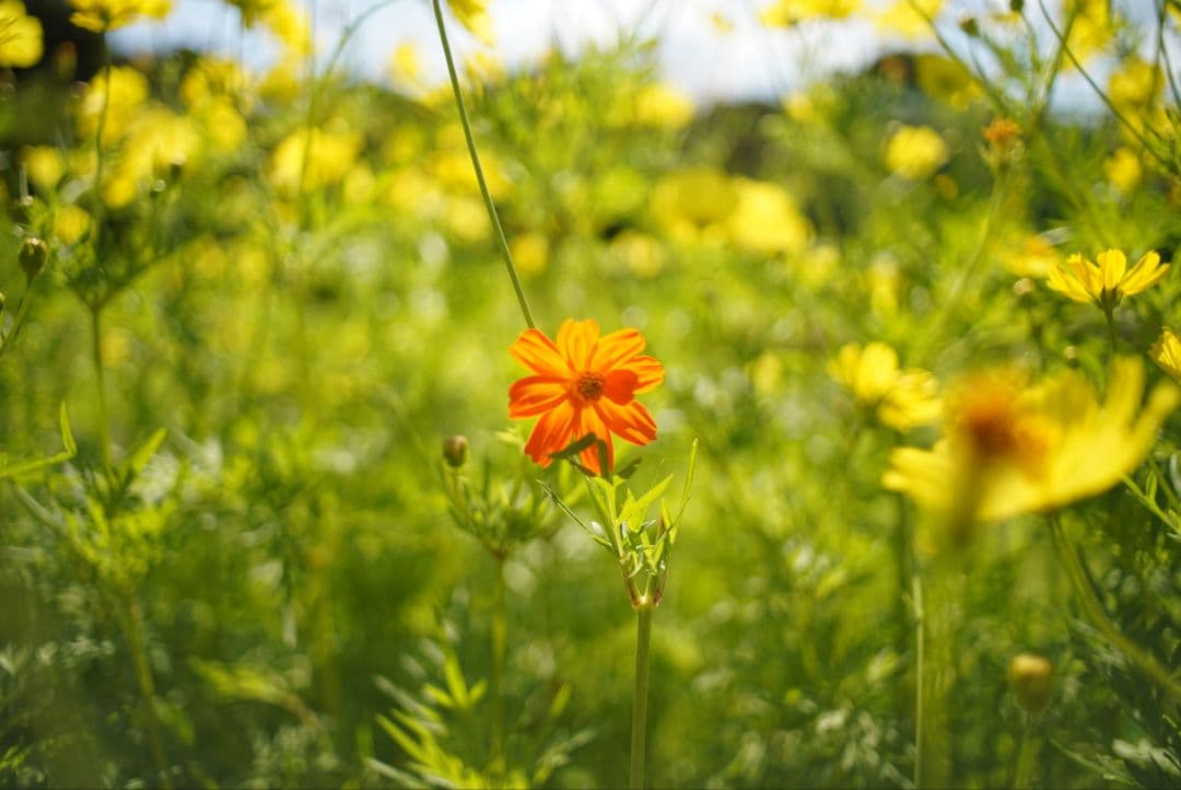 【動作確認済】RICOH XR RIKENON 28mm f2.8 富岡光学製