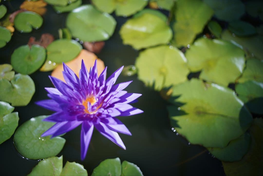 【動作確認済】RICOH XR RIKENON 28mm f2.8 富岡光学製