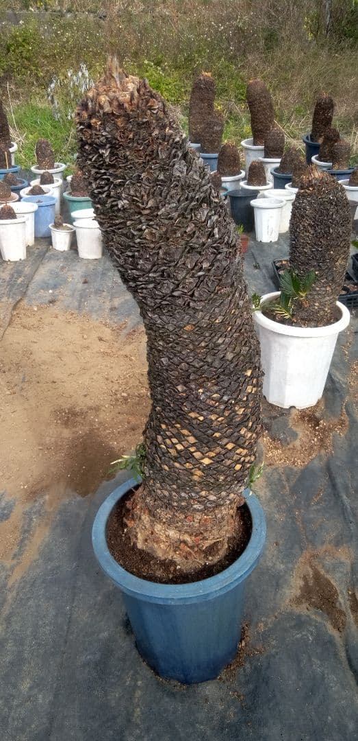 大株主のソテツ 10号プラ鉢(紺色) 高さ(鉢底から1m5cm程)