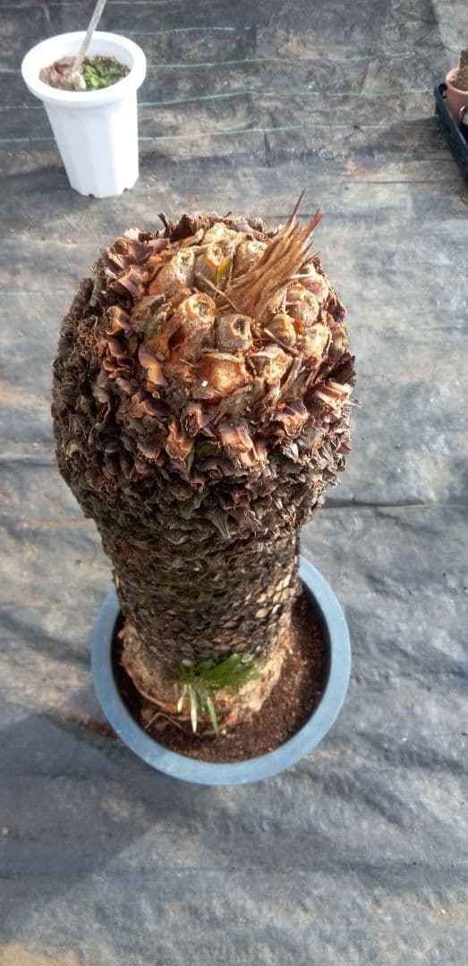 大株主のソテツ 10号プラ鉢(紺色) 高さ(鉢底から1m5cm程)