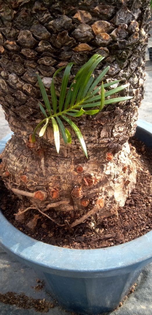 大株主のソテツ 10号プラ鉢(紺色) 高さ(鉢底から1m5cm程)