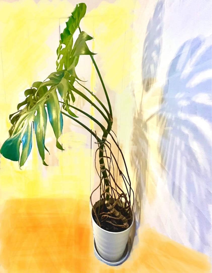 現品　大型　モンステラ・デリシオーサ　高さ165cm 大きな葉