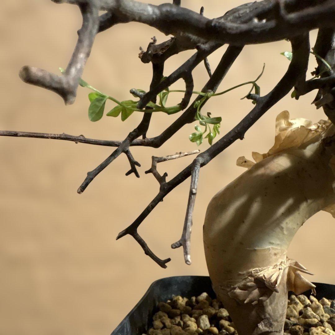 【発根済】Bコミフォラカタフ ピュア ソマリア産