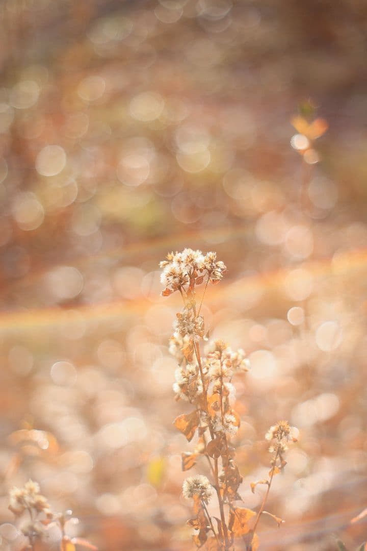 Super-Takumar 55mm F1.8 後期型 S/N：3686963