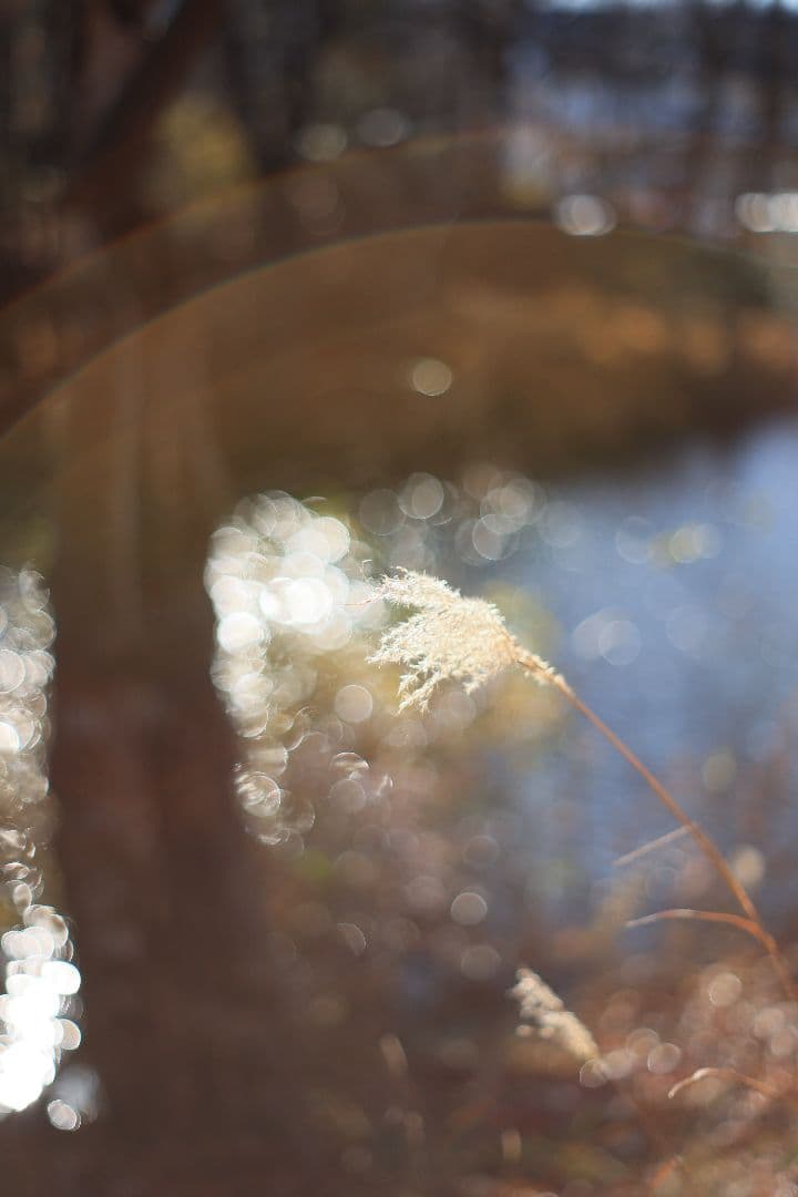 Super-Takumar 55mm F1.8 後期型 S/N：3686963