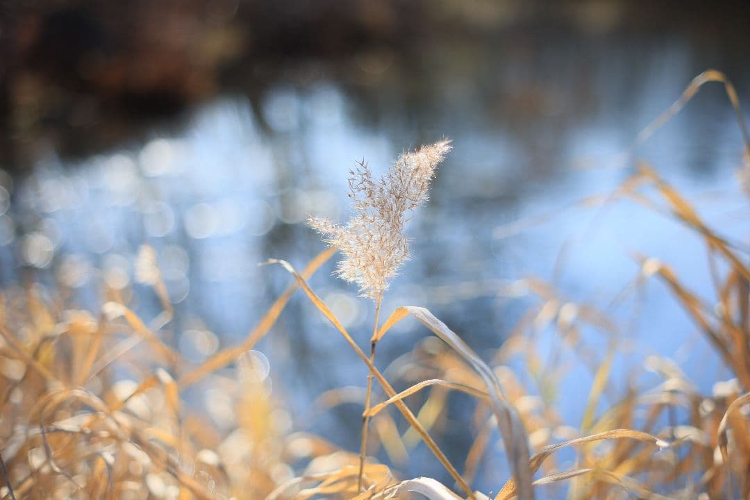 Super-Takumar 55mm F1.8 後期型 S/N：3686963