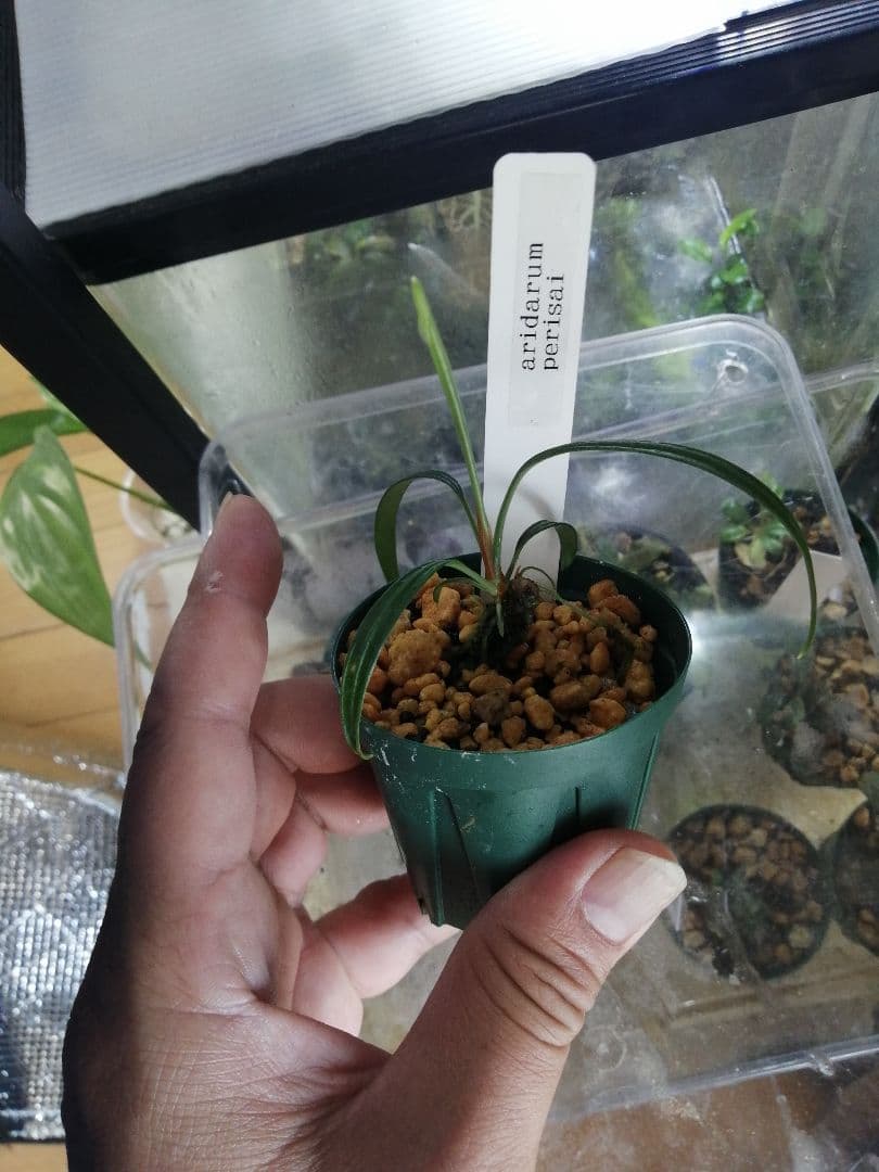 く*お様 aridarum perisai