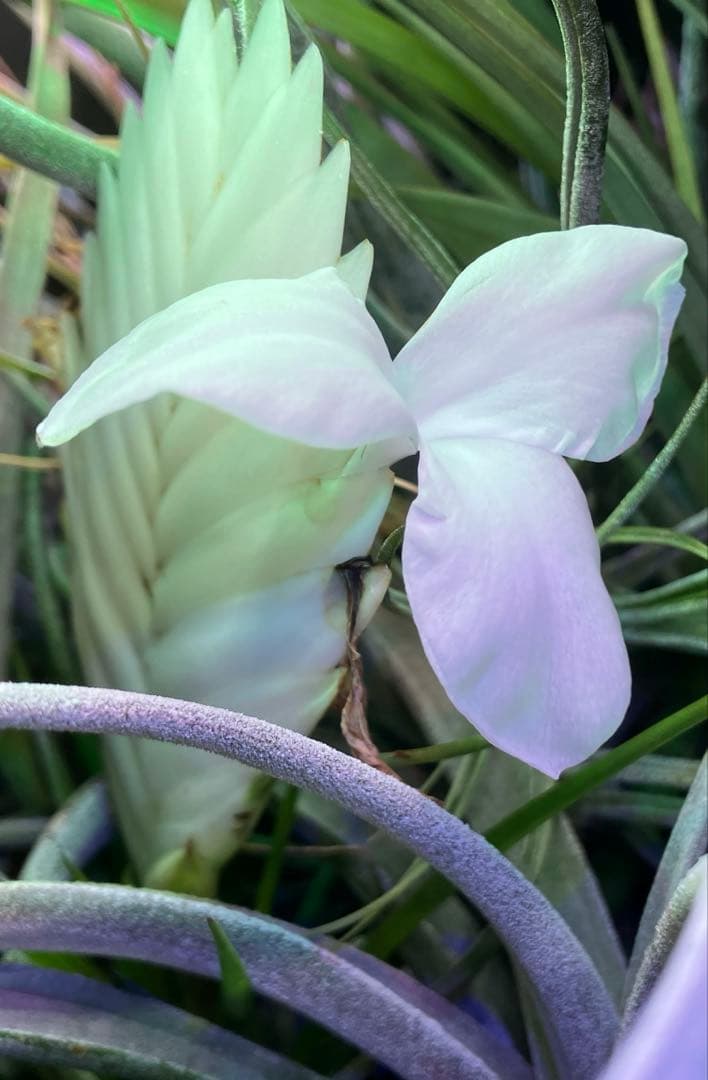 Tillandsia cyanea ‘White' T'S TROPICALS