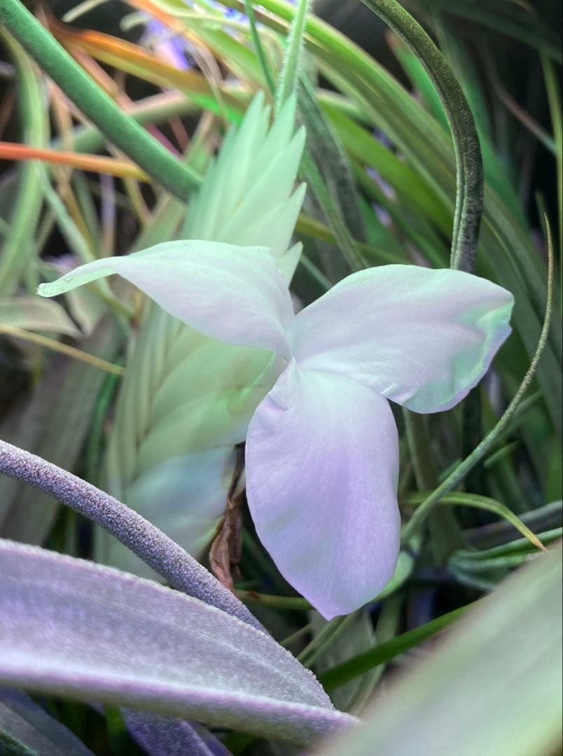 Tillandsia cyanea ‘White' T'S TROPICALS