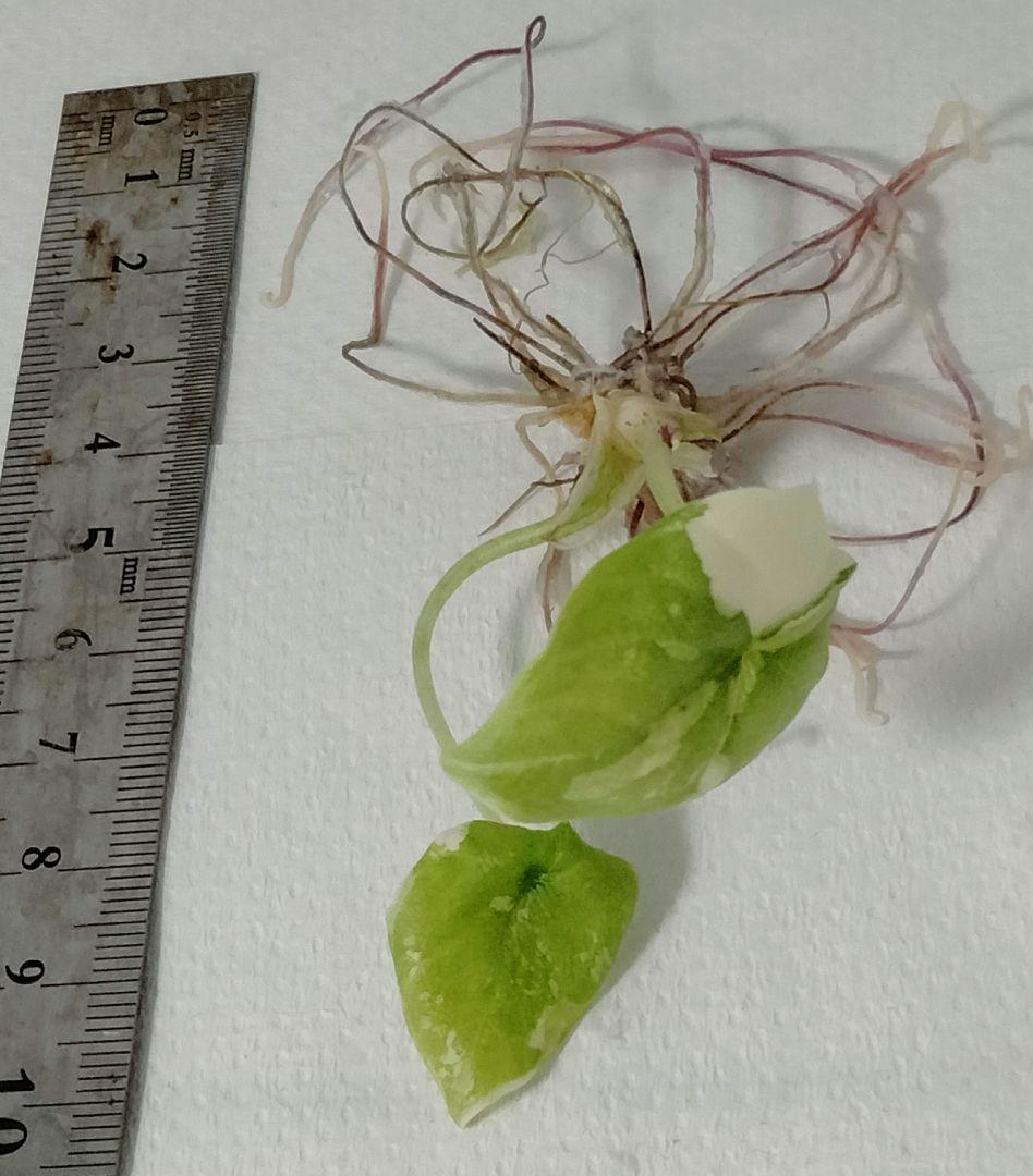 あ*き様 アロカシア メロ アルボ 斑入り