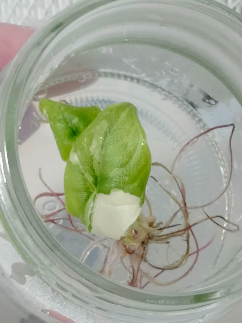 あ*き様 アロカシア メロ アルボ 斑入り