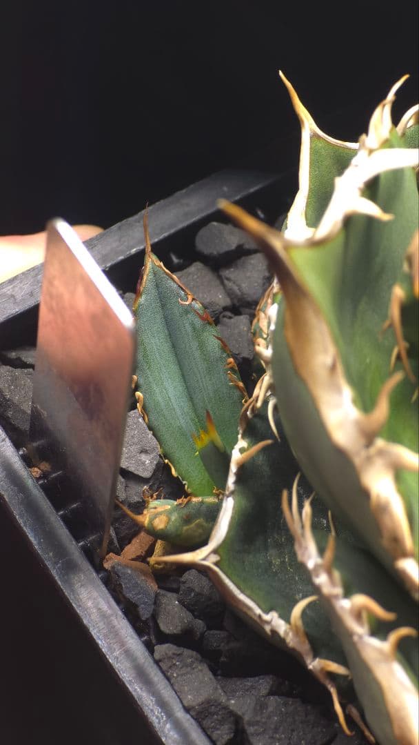 アガベ オアハカ pc-001子株