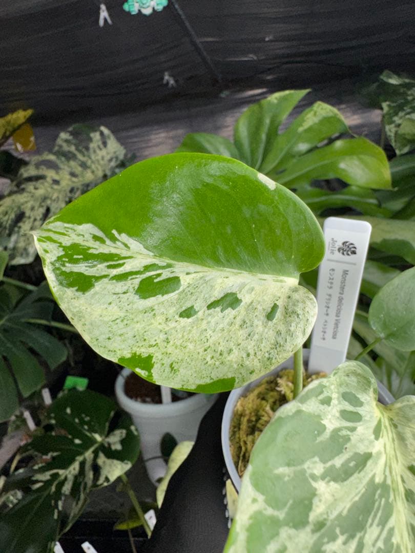 B2 モンステラ　デリシオーサ　ベトシオーサ