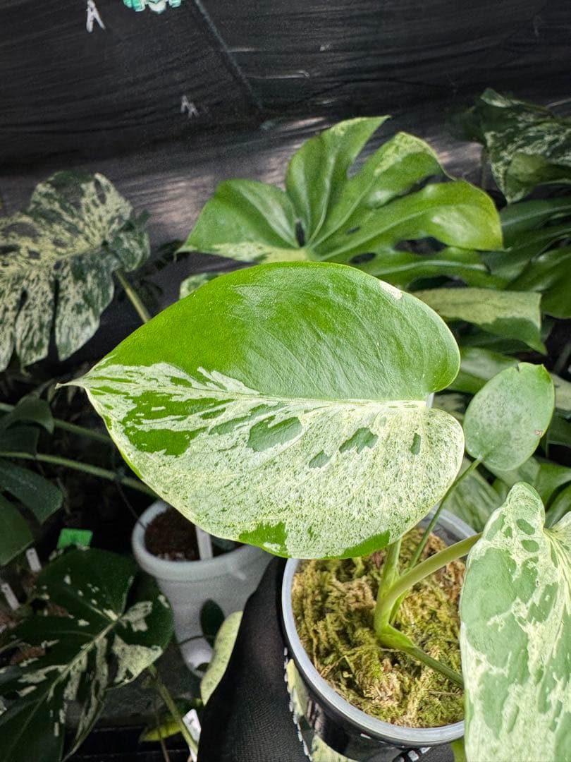 B2 モンステラ　デリシオーサ　ベトシオーサ