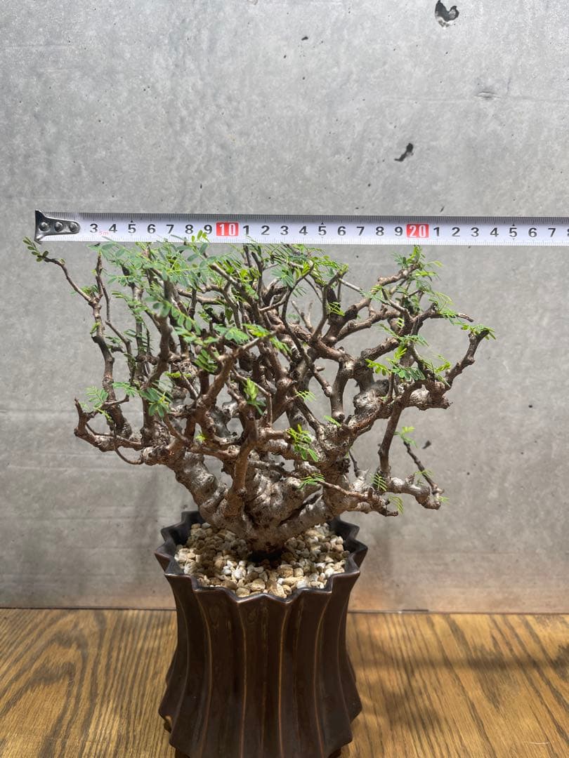 T*u様 センナメリディオナリス実生