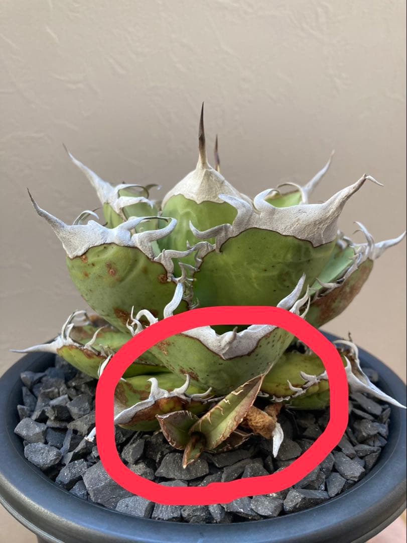 アガベ オテロイ実生選抜子株② オアハカ　チタノタ