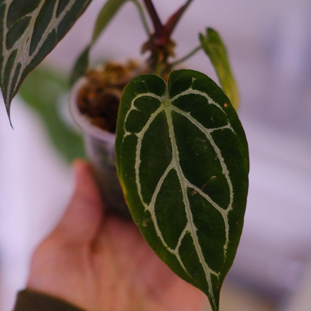 A. chocolate × A.Red crystallinum NSE