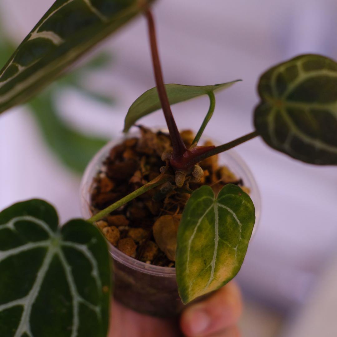 A. chocolate × A.Red crystallinum NSE