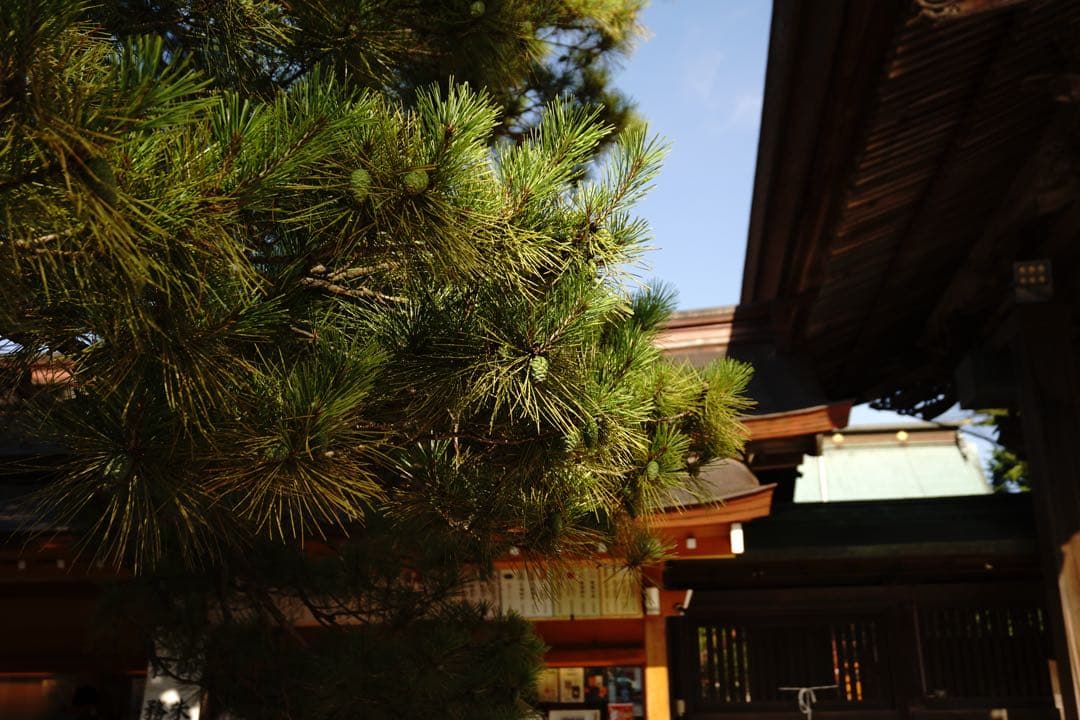 SONY α6000美品 ミラーレスカメラ - WHITE