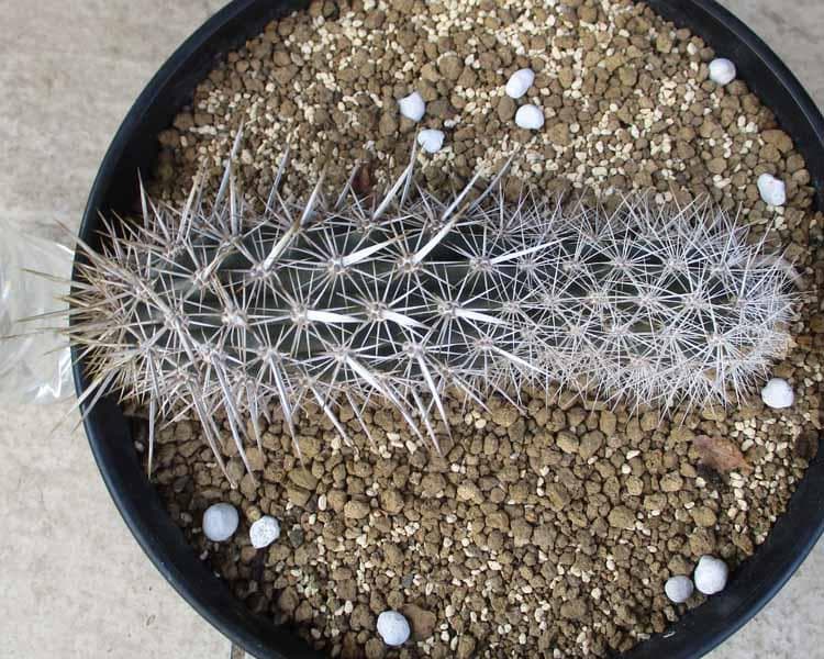 【現品】サボテン・入鹿　いるか（ステノケレウス・エルカ）「這う悪魔」9号　TB番