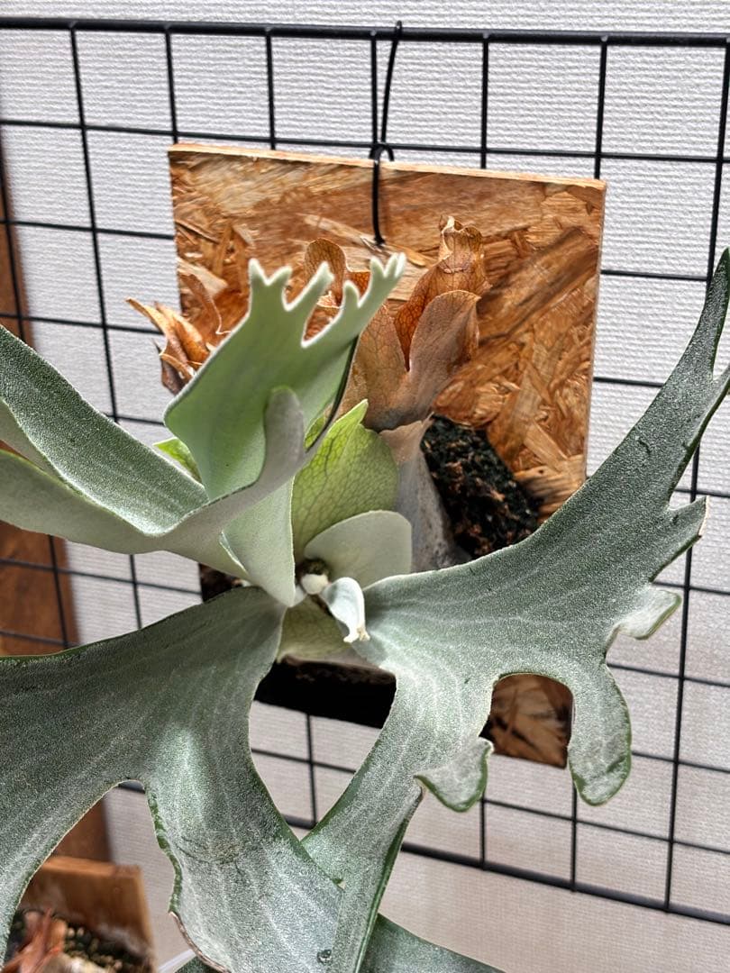 ビカクシダ P. queen F303 platinum