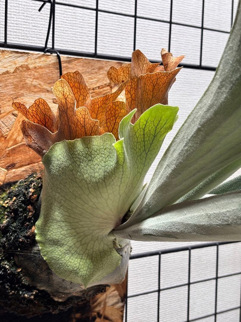 ビカクシダ P. queen F303 platinum