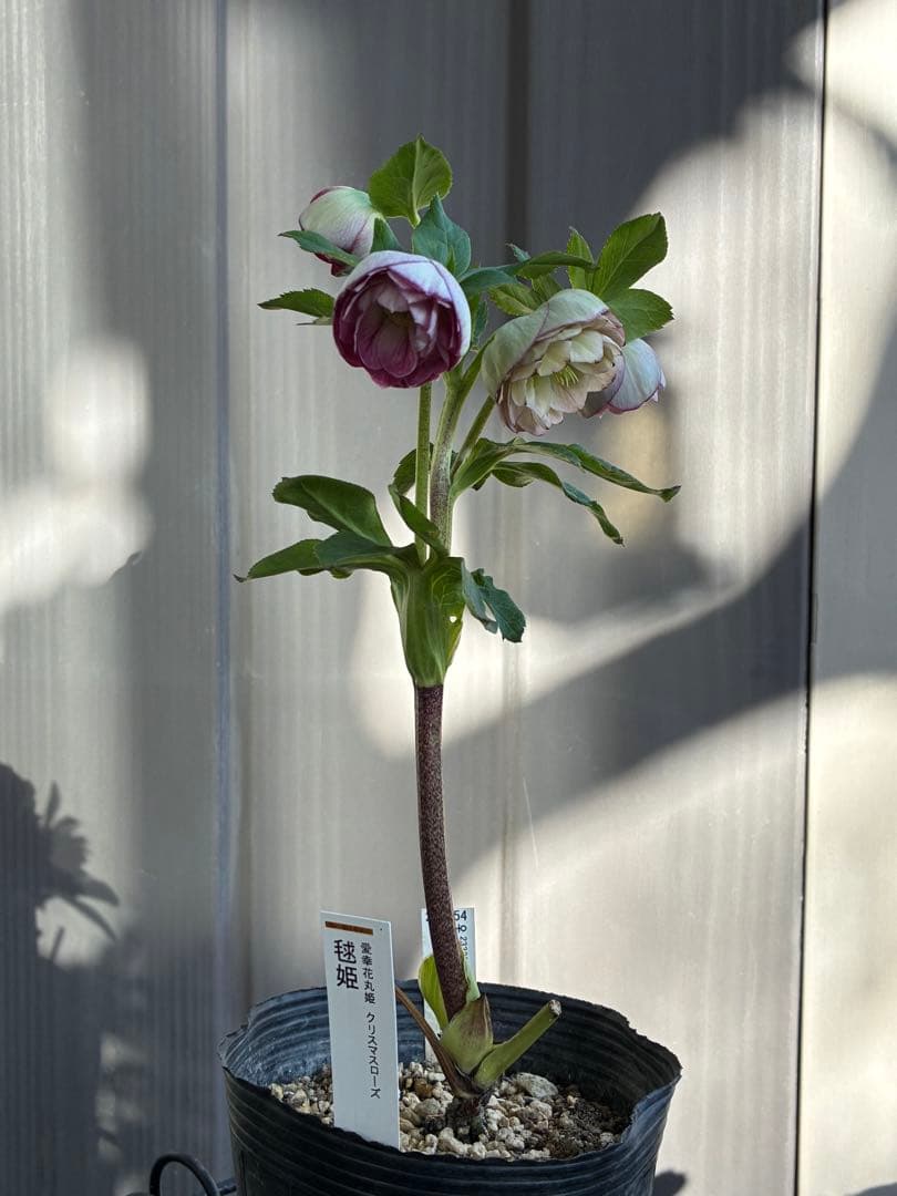 ♡認定♡毬姫　コロコロ咲き