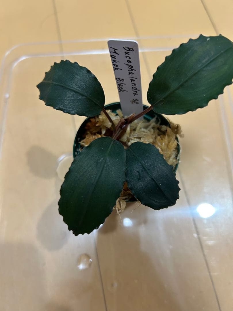 ブセファランドラ Bucephalandra sp.Mukok Black