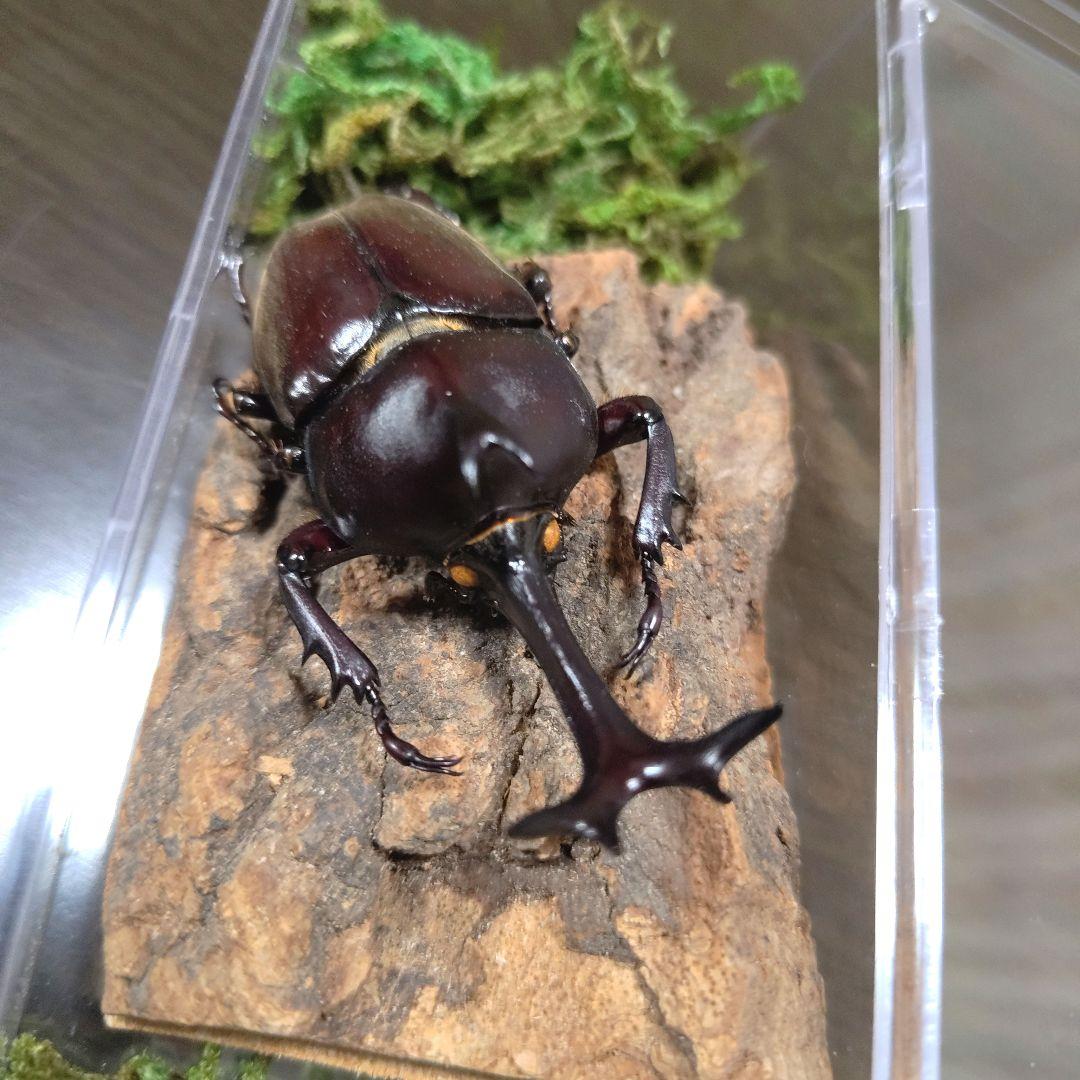 野生極美特大超巨大頭角19.7mm体長80mmぐらい黒ブラックカブトムシ昆虫標本