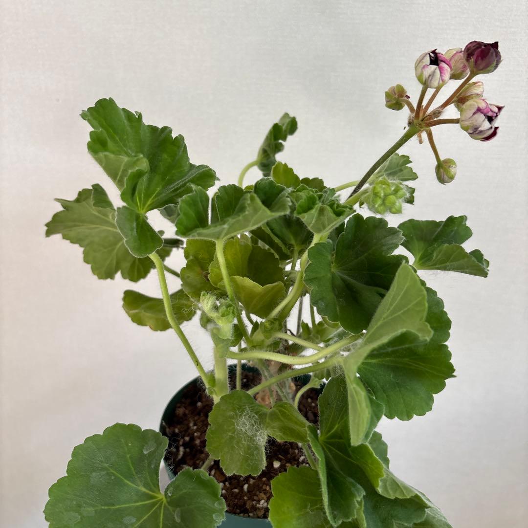 赤バラ咲ゼラニウム　希少品種ゼラニウム　レア品種ゼラニウム CI01