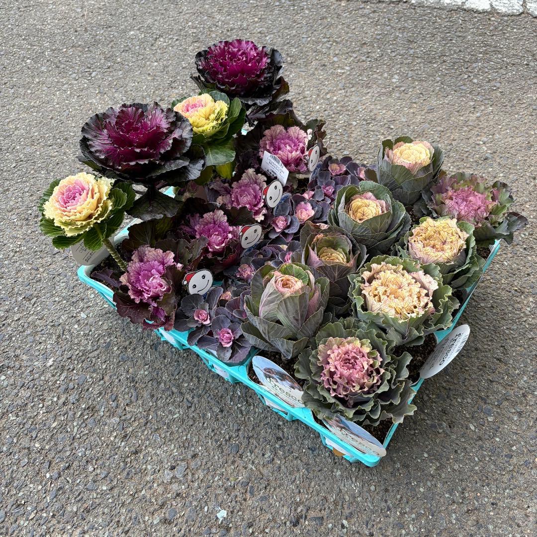 【専用商品】　リクエストアソート　ハボタン　コロニラ　ヒヤシンス